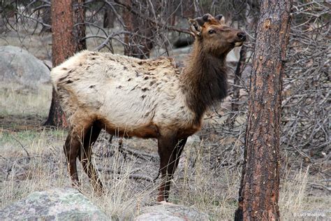 Photos Of Colorado Wildlife Luci Westphal