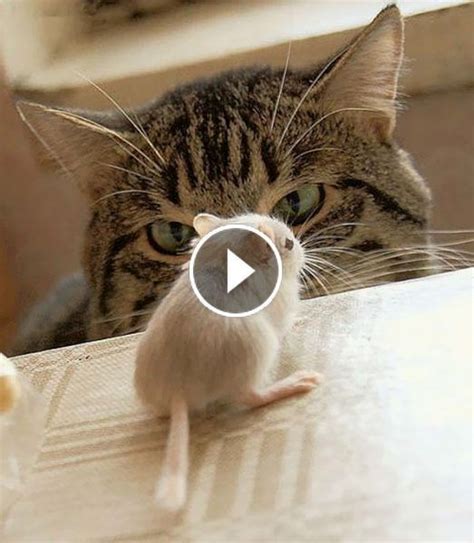 Cute Cats And Kittens Doing Funny Things 2019♥ 3 Funny Cat
