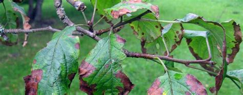 5 Worst Tree Diseases In Dayton Causes Symptoms Treatment Arbor