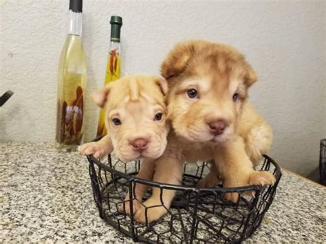 They are four weeks ol. 2 adorable mini Shar pei puppies for sale in Phoenix ...