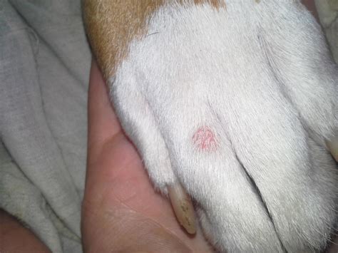 Red Bump On My Dogs Paw Boxer Breed Dog Forums