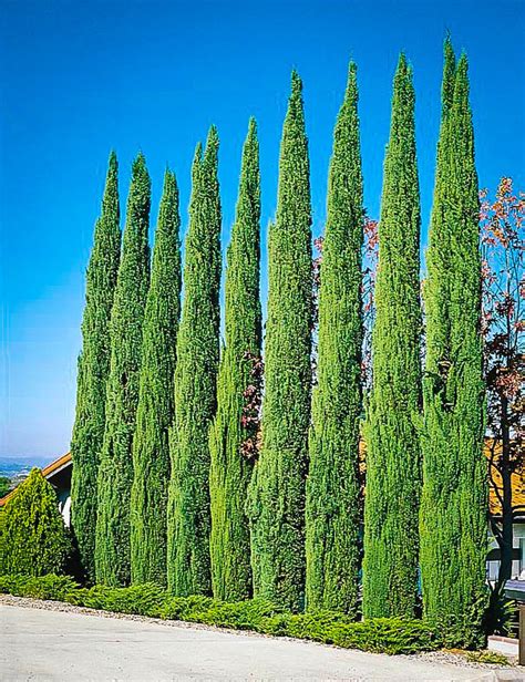 Italian Cypress Cupressus Sempervirens Stricta Seeds 100 Seedspack