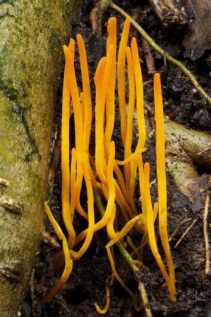 Orange Yellow Coral Fungi Wild Mushrooms Stuffed Mushrooms Mellow