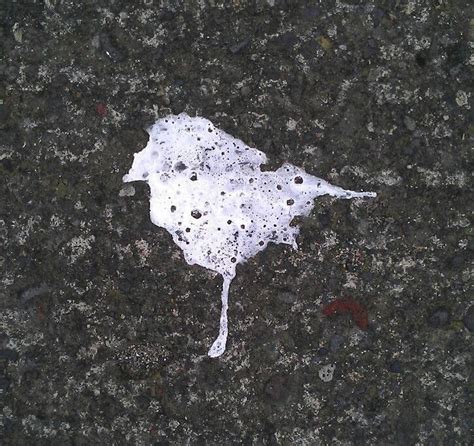 Bird Poop That Made My Day Pics