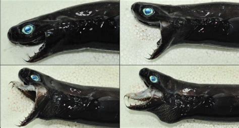 Viper Dogfish A Deep Sea Shark From The Pacific Ocean These Jaws Sure