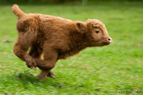Baby Running Baby Cows Fluffy Cows Fluffy Animals
