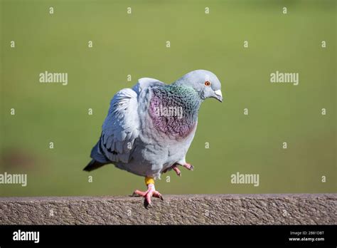 Close Up Of Ringed Stray Pigeon Bird Isolated Outdoors In Uk Garden