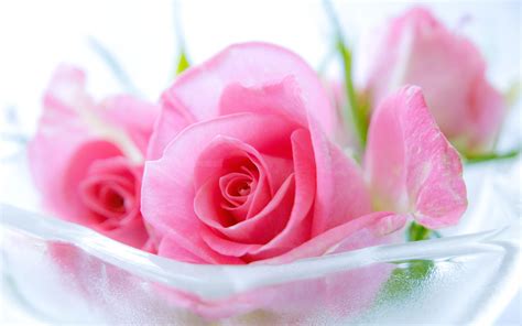 Pink Roses Hd Wallpapers Top Free Pink Roses Hd Backgrounds