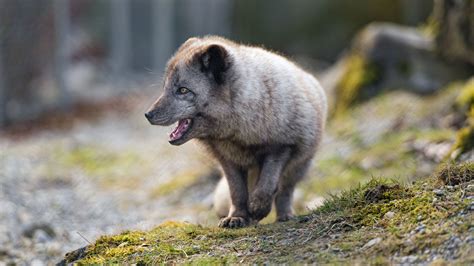 Choose from hundreds of free 1080p wallpapers. Download wallpaper 1920x1080 arctic fox, animal, predator ...