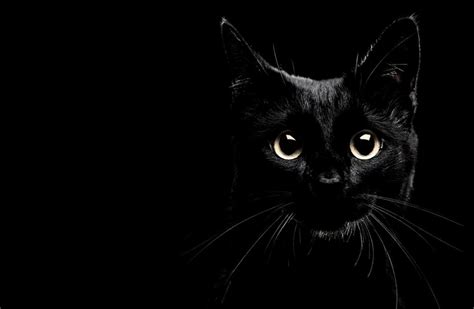 Black And White Cat Hd Wallpapers Top Free Black And White Cat Hd
