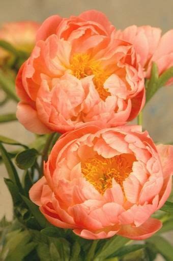 114 Great Peach Images In 2019 Beautiful Flowers Bunch Of Flowers