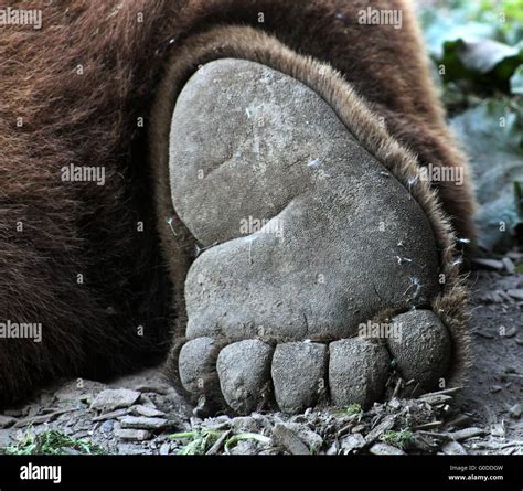Bear Foot Stock Photo 103558249 Alamy