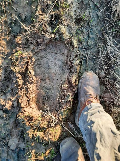 Possible ‘bigfoot Footprints Measuring 16 Inches Found Pressed Into