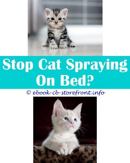 If your female cat is spraying urine inside your home, you'll need to take some steps to stop this damaging behavior. 10+ Fabulous Surgery To Stop Cat Spraying