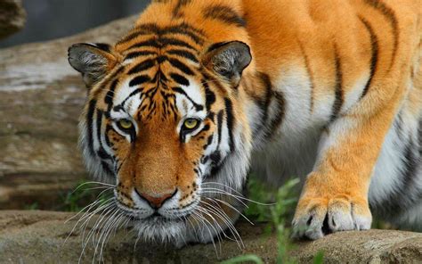 Tiger Desktop Backgrounds Pictures