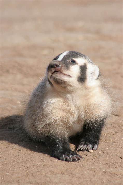 Baby Badger