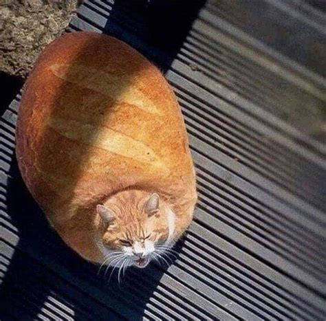 A Good Looking Loaf Rcatloaf