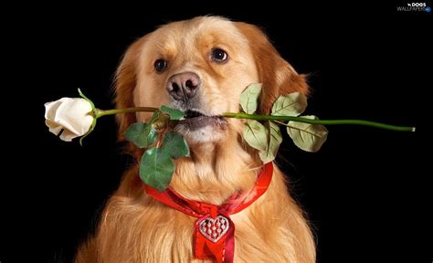 Valentines Day Dog Wallpaper 59 Images