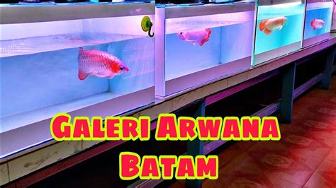 Galery Arwana Super Red Batam Youtube