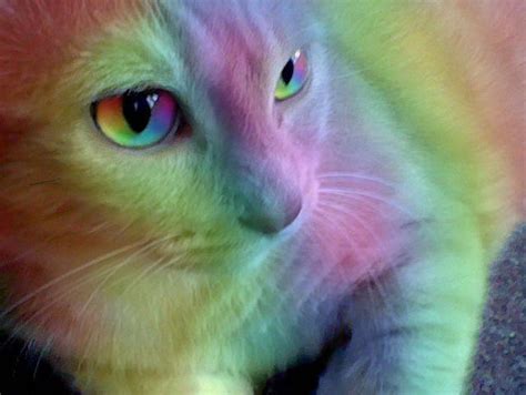 Completely Rainbow Cat By Bluemoongem On Deviantart