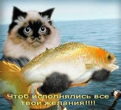 ВКонтакте | Animated cat, Funny cats, Grumpy cat