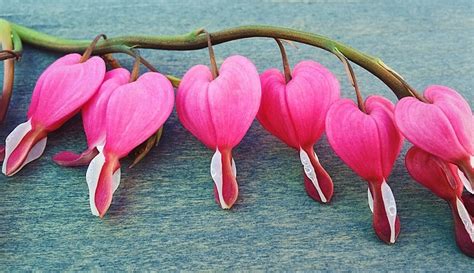 Dicentra are quick to come up in the spring, and their long stems with pendulous, romantic flowers beg to be admired. Bleeding Heart Flower - Meaning, Symbolism and Colors