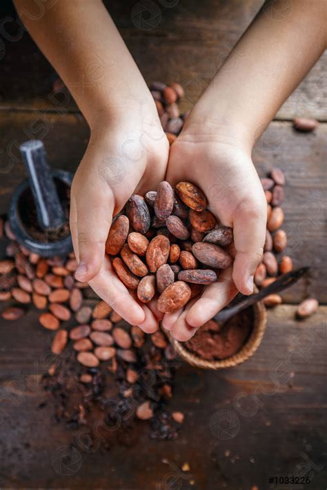 Hand Houdt Cacaobonen Vast Stockfoto Crushpixel