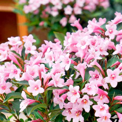 Weigela Florida Pink Poppet Trees And Shrubs Flowers