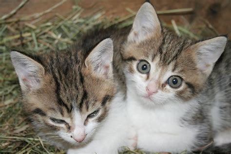 Katzen & katzenbabys in würzburg kaufen, verkaufen & zu verschenken kleine kitten sind überaus beliebt. Babyzimmer Zu Verschenken. haus zu verschenken unternehmer ...