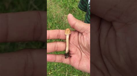 Magic Mushroom Hunting Youtube
