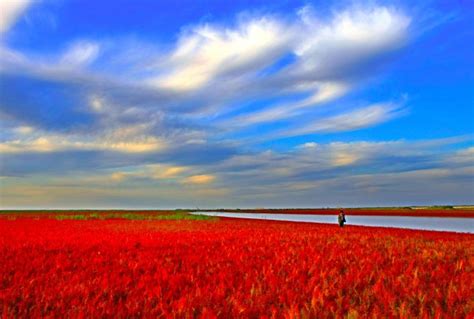 Extraordinary Flaming Landscape Of Chinas Red Seabeach Seashore