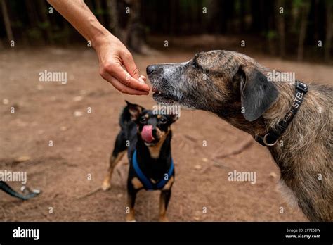 Dog Salivating Hi Res Stock Photography And Images Alamy