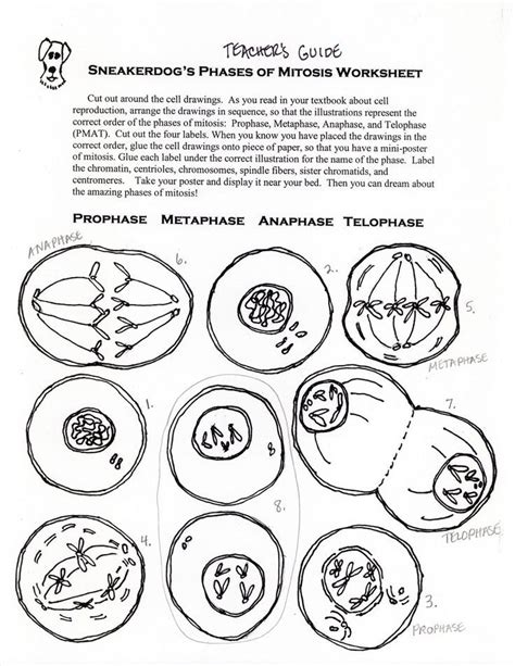 Cell division and mitosis worksheet. Science Tutor: Phases of Mitosis Activity Worksheet | Mitosis activity