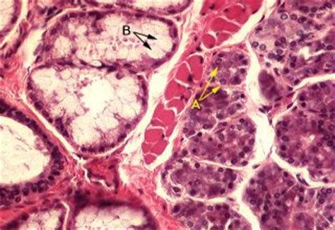 Oral Histology Digital Lab Glands Secretory Acini Image 1