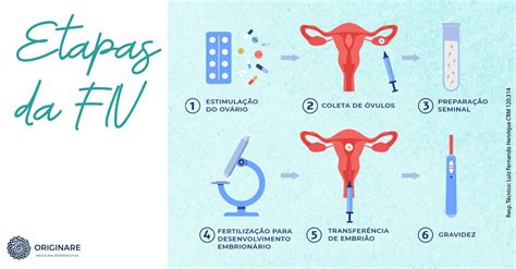 Conhe A As Etapas Da Fertiliza O In Vitro Fiv Originare