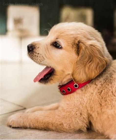 Normal causes of rapid breathing in puppies can be due to many things. Why Is My Puppy Breathing So Fast? | PetHelpful