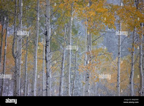 Aspen Trees Snow High Resolution Stock Photography And Images Alamy
