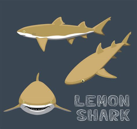 žralok Citronový Ilustrace Stock Snímky Obrázky A Fotky Istock