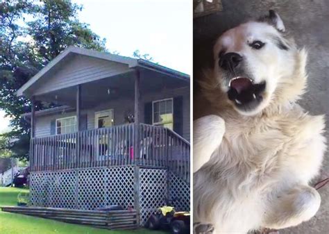 Family discovers the terrible truth about an abandoned Great Pyrenees ...