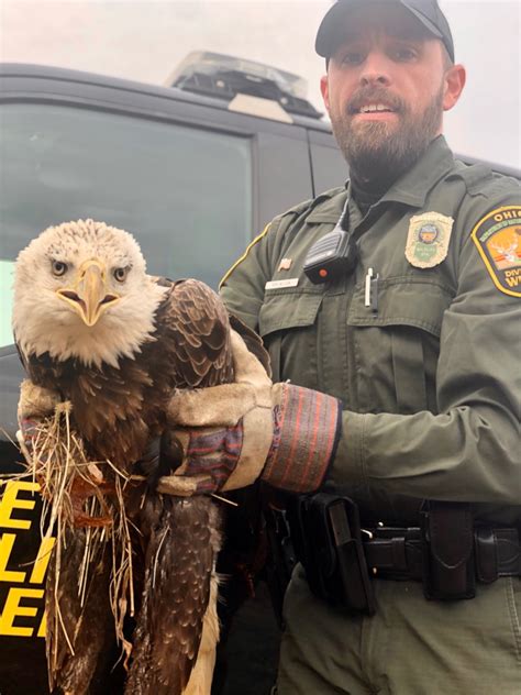 Ross County Wildlife Officer Saves Bald Eagle Scioto Valley Guardian