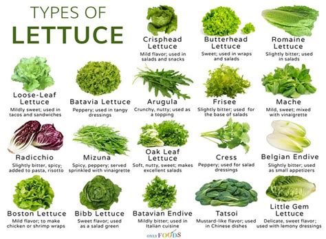Below is a list of ten countries that have set the stage to creating a greener earth. How many types of lettuce are there, their list with uses ...