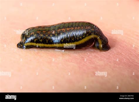 Leech Skin Hi Res Stock Photography And Images Alamy