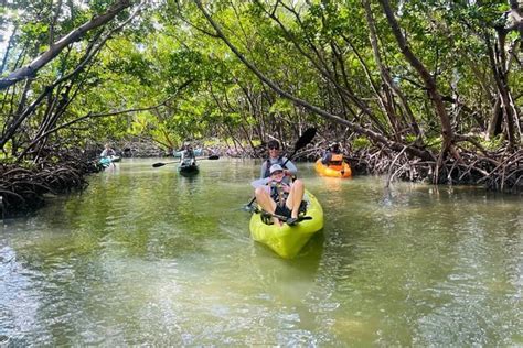 Florida Mangroves Paddleboard Or Kayak Tour From Naples 2023