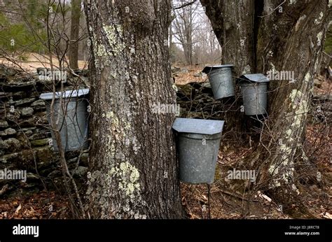 Bucket Collecting Maple Sap Hi Res Stock Photography And Images Alamy