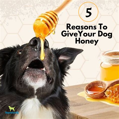 Top 5 Reasons To Give Honey To Your Dog In 2020 Dog Allergies Dog