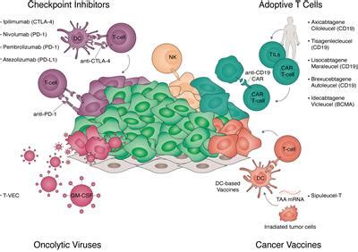 Frontiers Cell Fate Reprogramming In The Era Of Cancer Immunotherapy