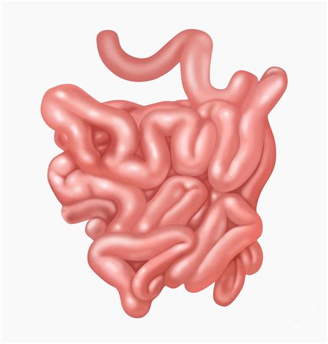 The Small Intestine Diagram