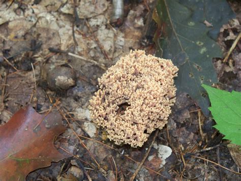 Coral Mushroom Concord Ma Wild Mushrooms Stuffed Mushrooms Fungi