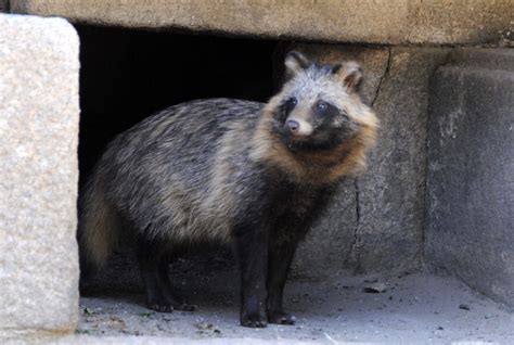 Dsc0115 This Is A 너구리 A Korean Raccoon Dog That Lives Flickr