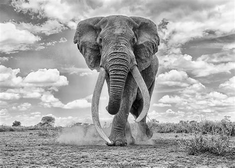 Photographer Showcases The Majestic Beauty Of Elephants To Help In